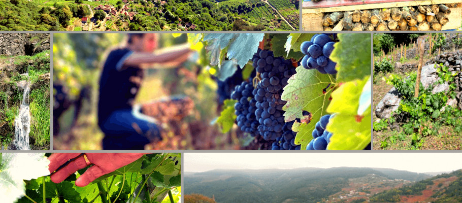Viñas vivas