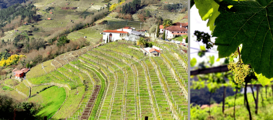 A Cova, máxima expresión da viticultura de precisión 