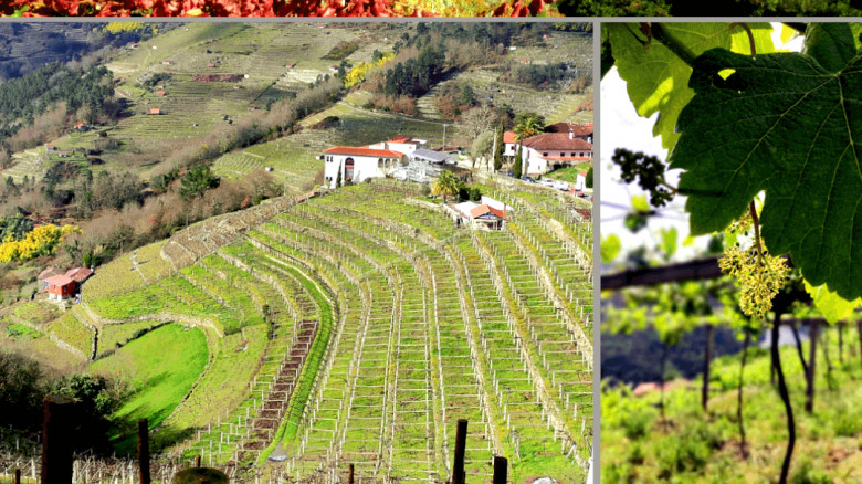 A Cova, ultimate expression of precision viticulture 
